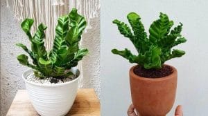 3 Media Tanam Populer untuk Bercocok Tanam